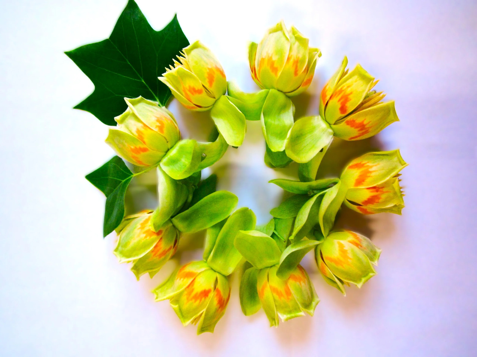 Tulip Poplar Tree Seeds – For 2026 Planting Tallest Fast Growing Flowering