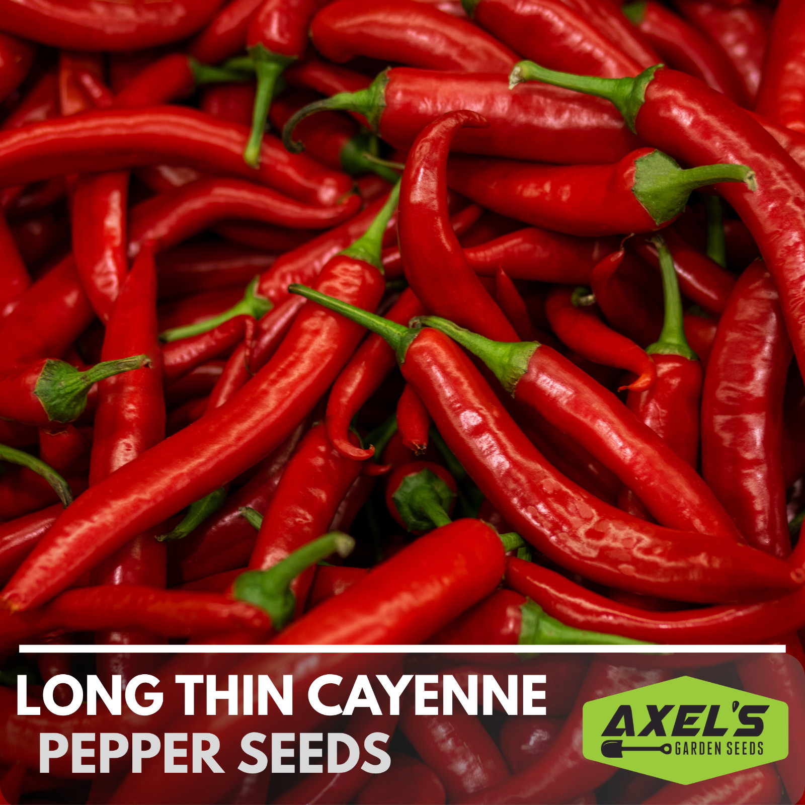 Hot Cayenne Pepper Seeds | Heirloom & Non-GMO | Fresh Vegetable Seeds