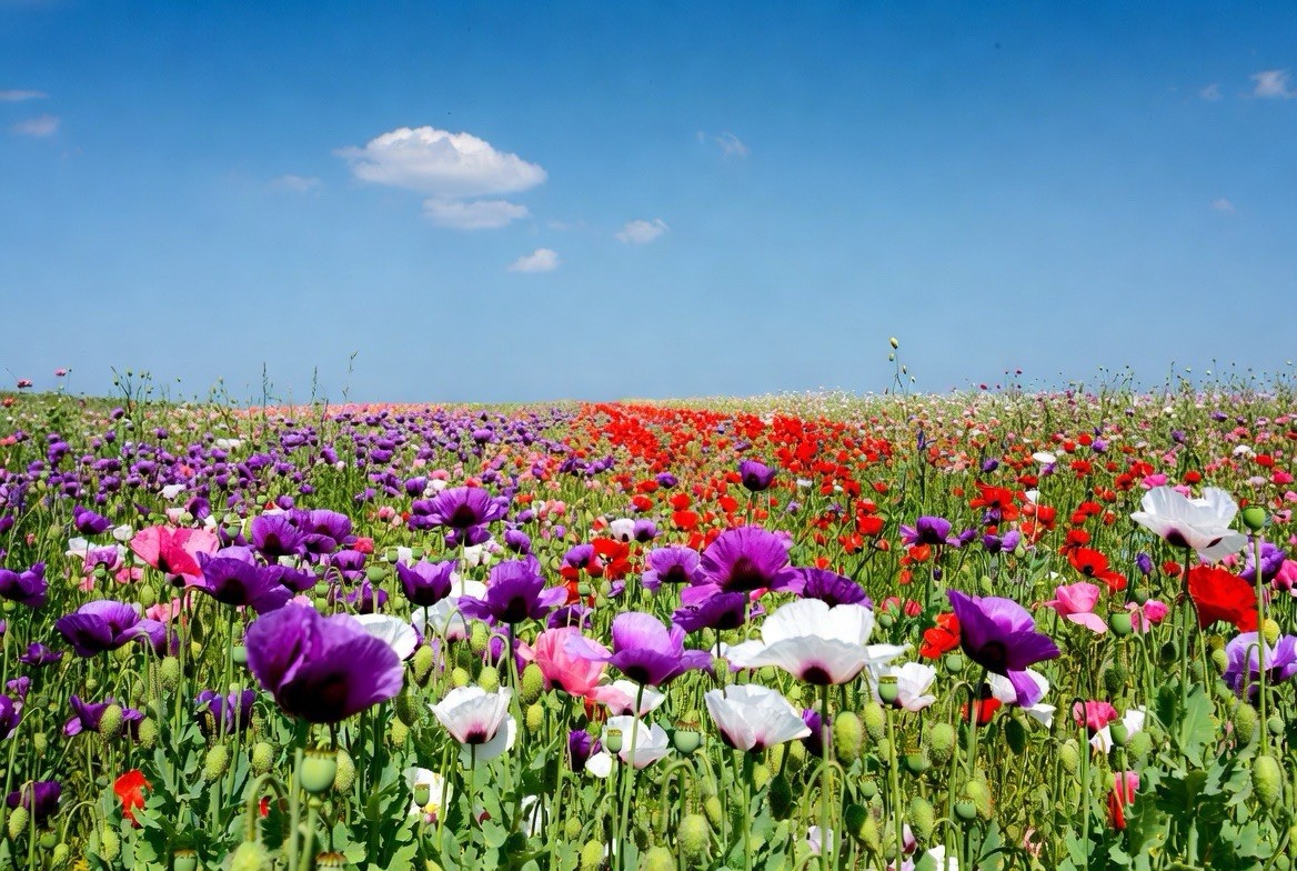 Poppy Blend – Mixed Colors Assorted – Papaver Somniferum – Variety Pack