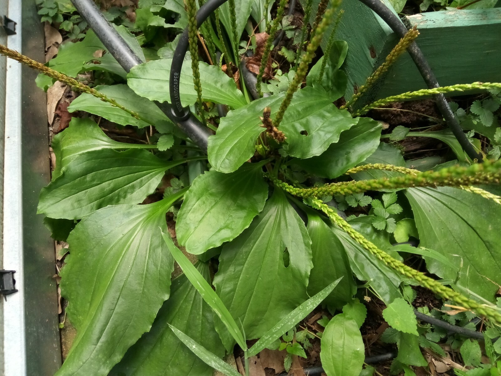 500+ Organic Plantago Major Broadleaf Plantain Seeds.Native Perennial Herb.
