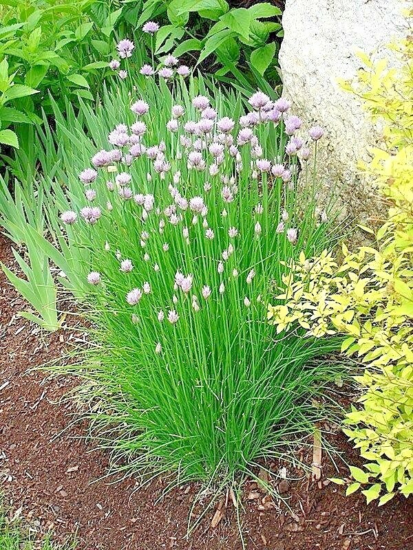 400+CHIVES Seeds Herb Green Onion Spring Fall Vegetable Garden Patio Container