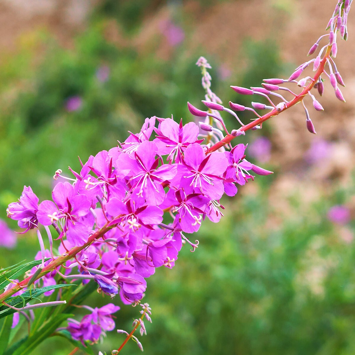 800 Fireweed Wildflower Seeds – Everwilde Farms Mylar Seed Packet