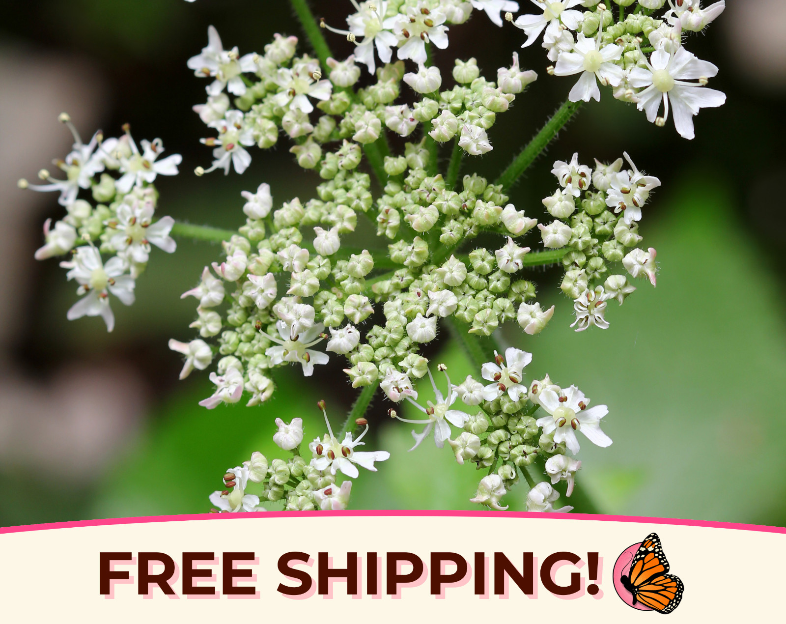 900+ Caraway Seeds | Flower & Herb Gardening Plant Seed Packet, Free Shipping