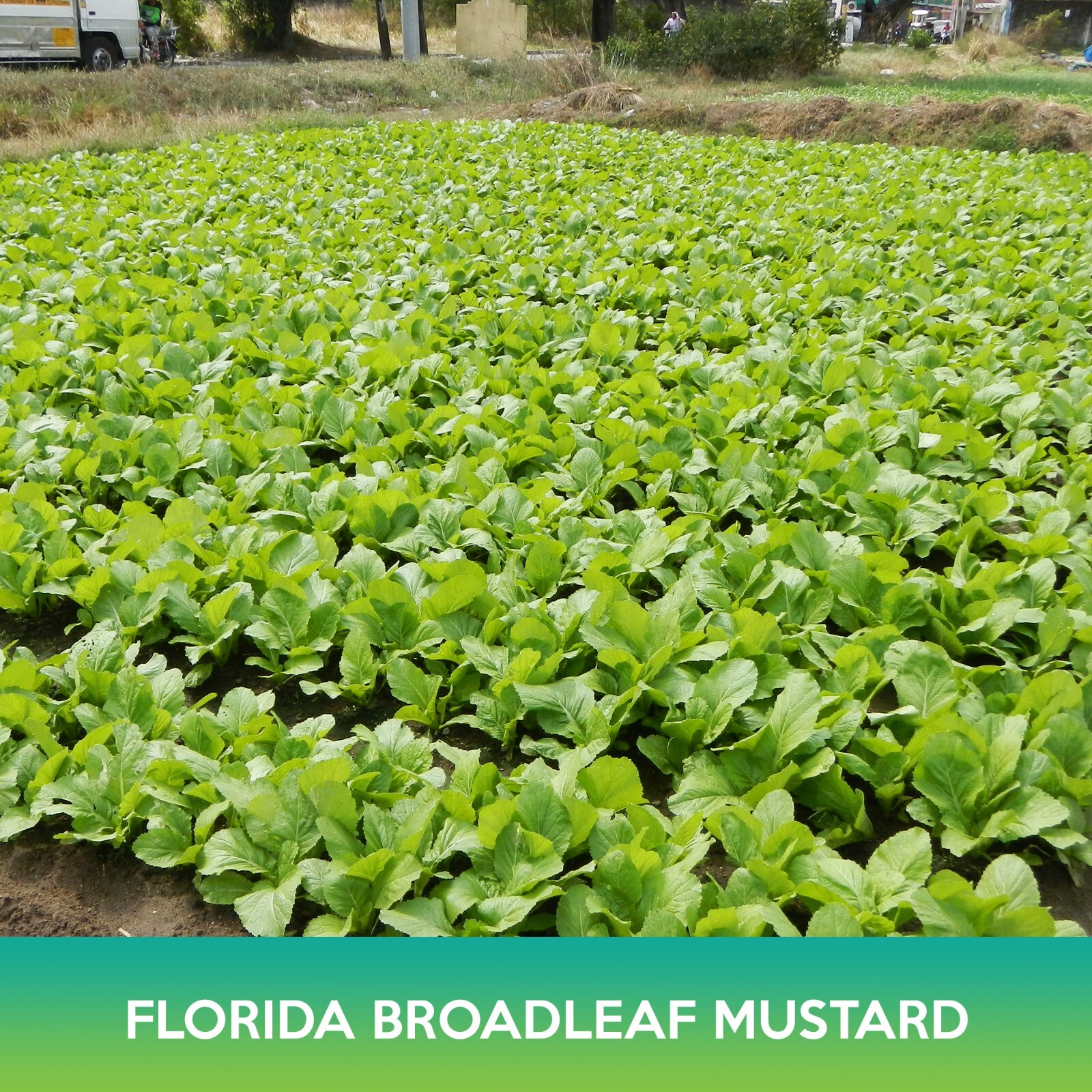 Florida Broadleaf Mustard Seeds, Brassica juncea