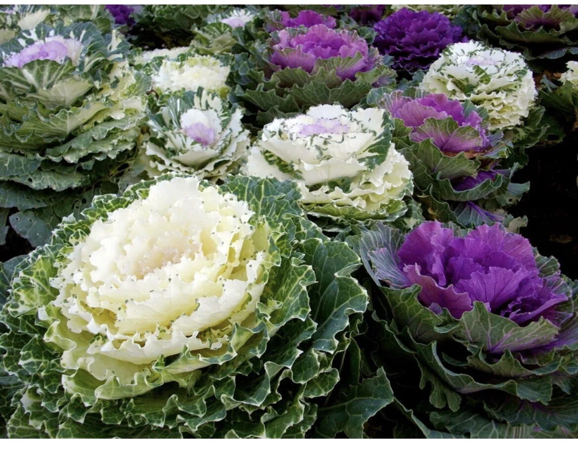 0.1gr Seeds Flowering Kale Ornamental Cabbage Large-Leaved Mix Bap Cai Nhieu Mau