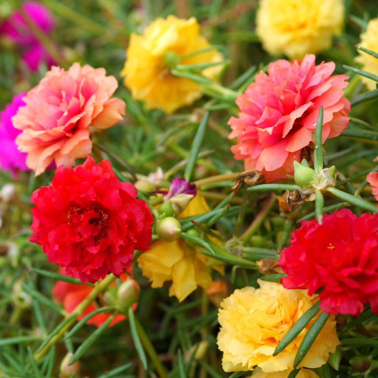 Moss Rose Seeds, 10,000+ Bulk Flower Seeds for Planting Outdoors(99% Pure Live,