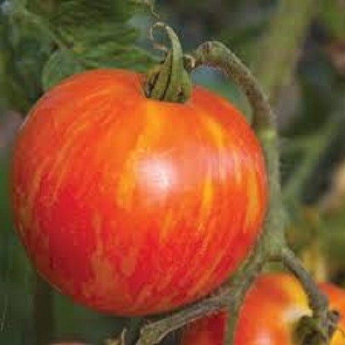 Mr. Stripey – Beautiful Bi-Colored – +25 Fresh Seeds – Buy any 3 items, 20% off!