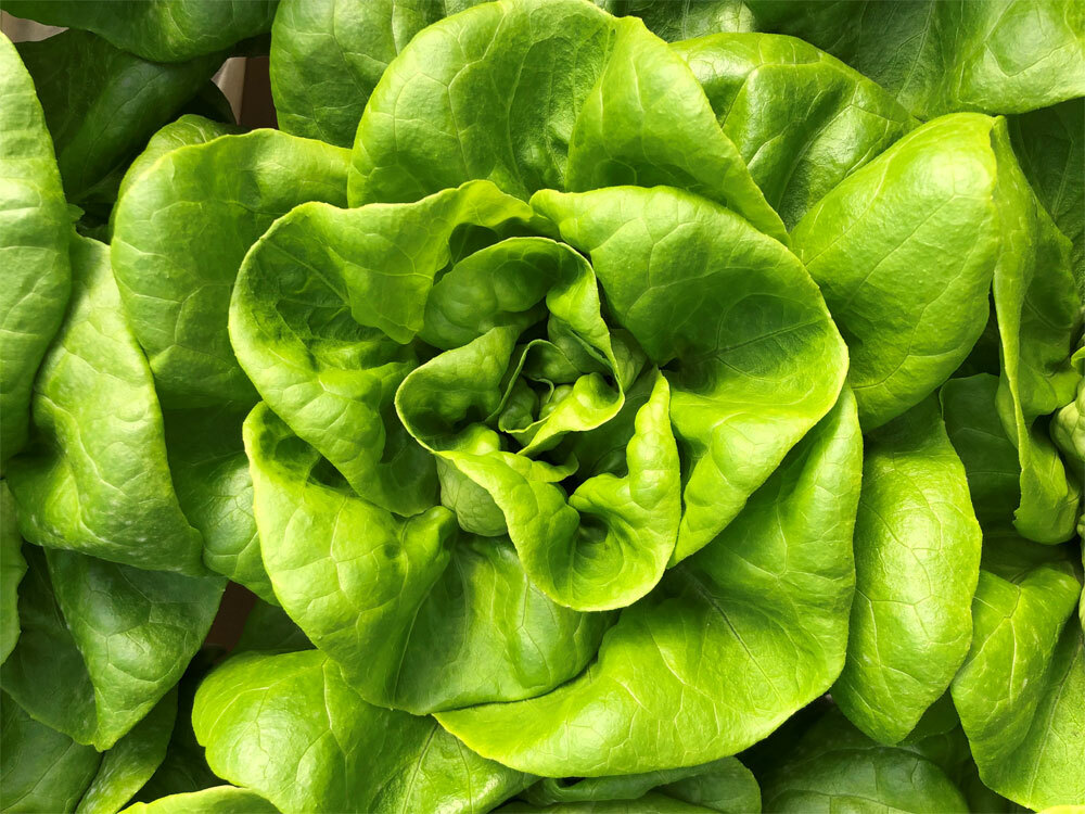 Lettuce Seeds 600+ Bibb Butterhead Vegetable NON-GMO USA SELLER FREE SHIPPING