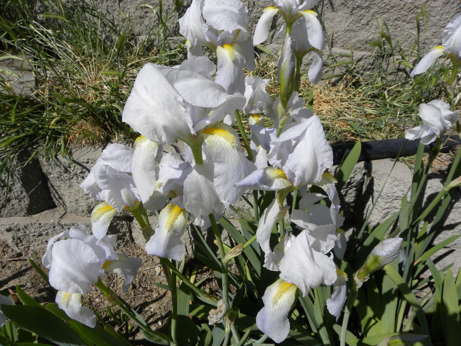 Lot of 12 White Lavender Iris Flower Rhizome Rhizomes Plant Flowers Fresh Dig