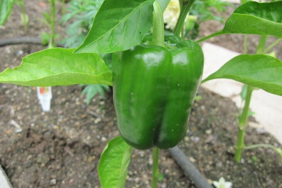 SCARBOROUGH SEEDS GREEN BELL PEPPER CAL WONDER 50 SEEDS NON-GMO – FREE SHIPPING