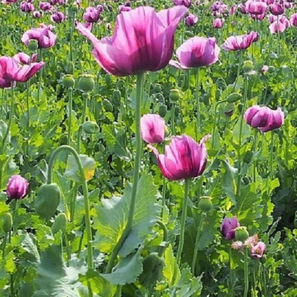 10,000 Authentic Untreated Imported Hungarian Papever Somniferum Poppy Seeds