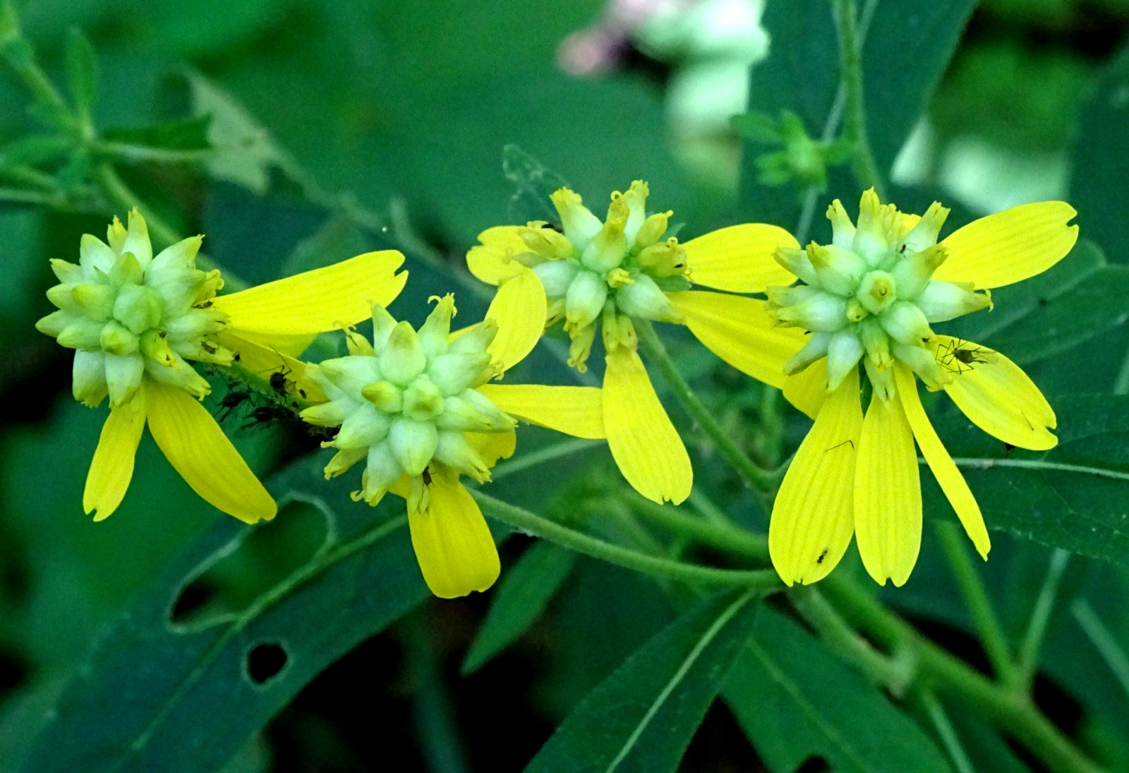 Wingstem Verbesina alternifolia 50 SEEDS NATIVE Perennial Wildflower FRESH 2025