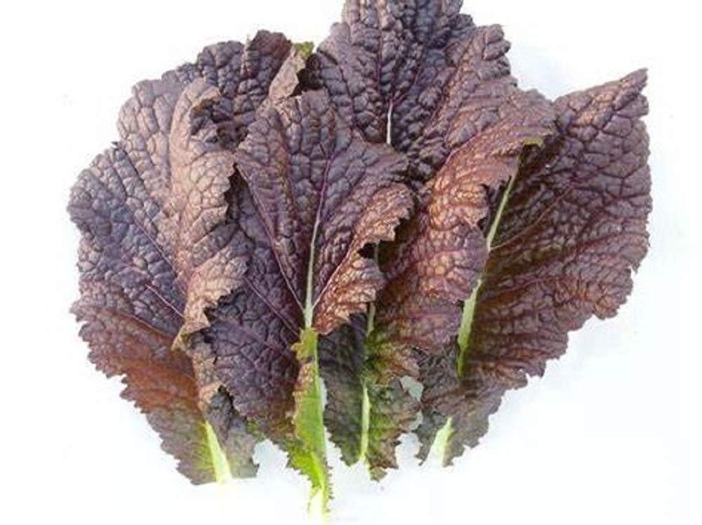 Red Giant Mustard Seeds – Non-GMO, Reddish-Purple Leaves, 200 Count Pack