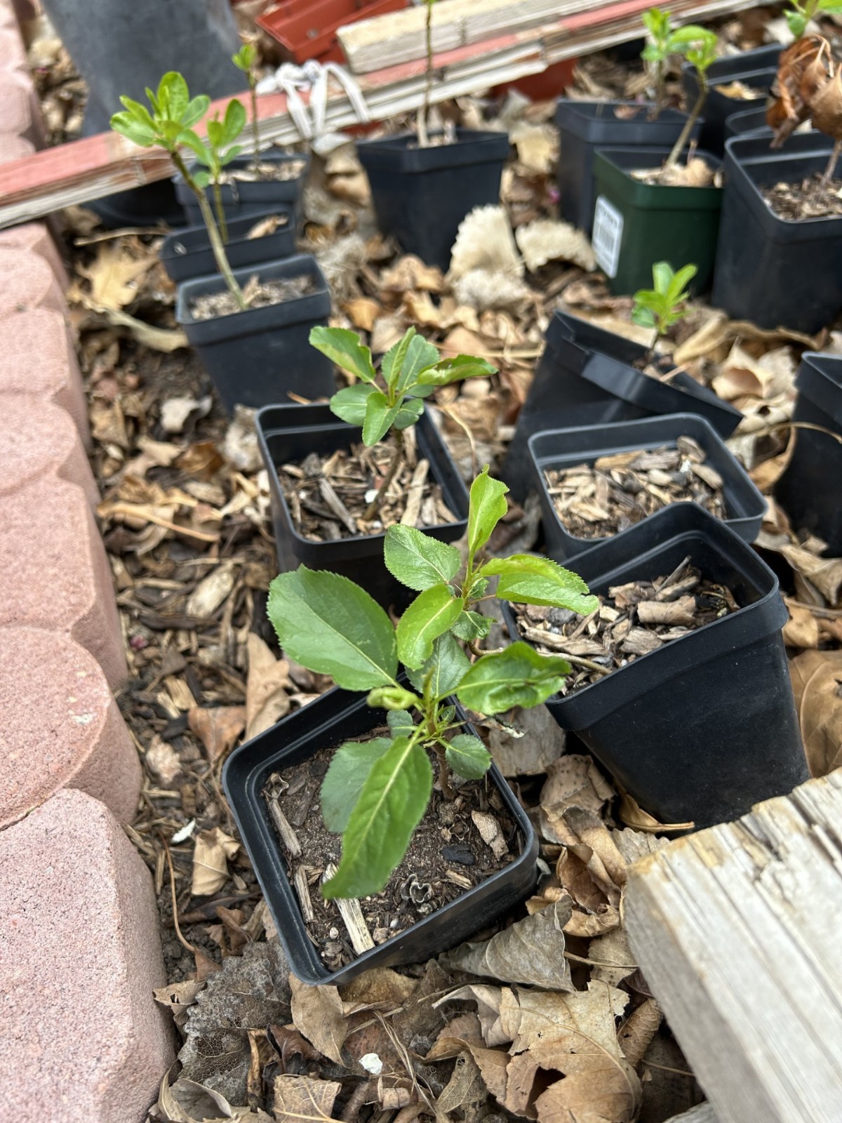 Bartlett pear tree—– America’s favorite pear