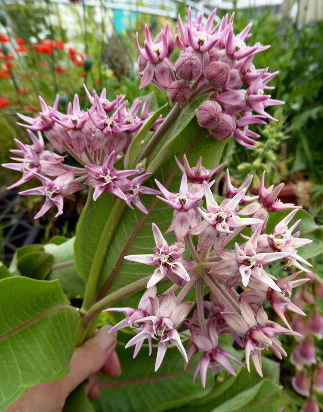 51+SHOWY MILKWEED Seeds Native Wildflower Container Flower Garden Heat Cold Easy