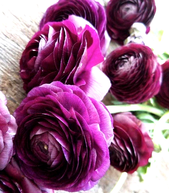 Purple Ranunculus Flowers 14 Bulbs Peony Rose Corms Wedding Flower Garden Plants