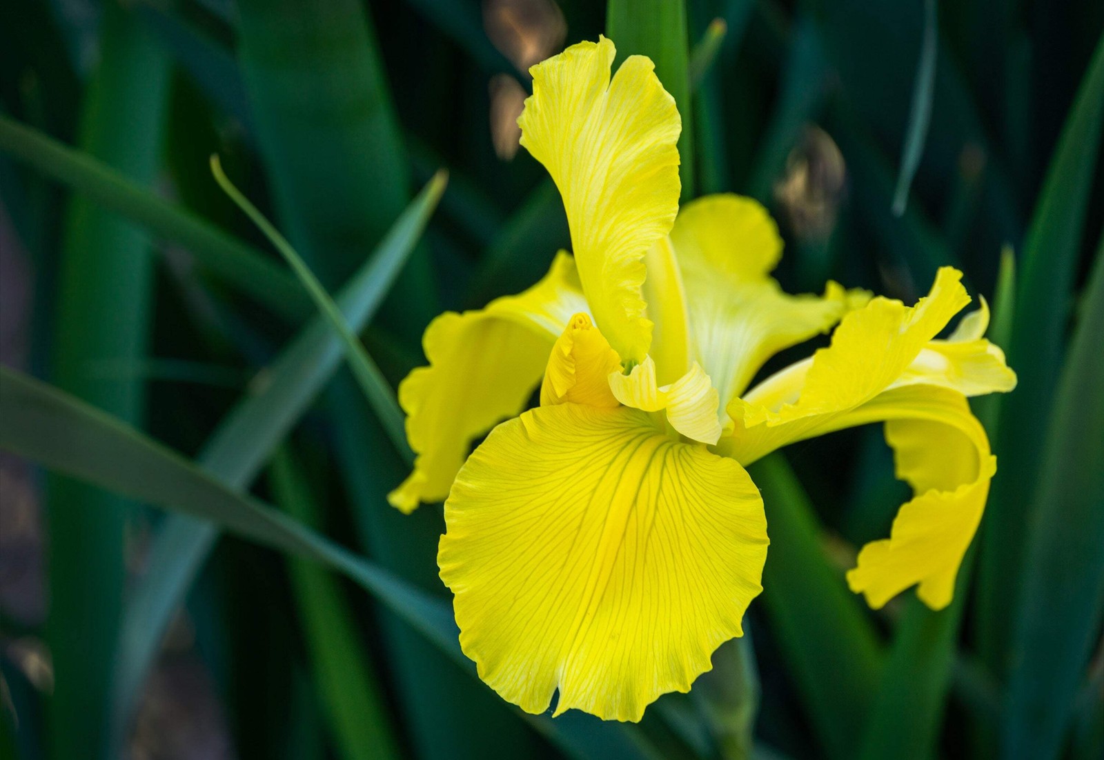 20 MIXED SIBERIAN IRIS Sibirica Iris Bicolor Blue Red White Purple Flower Seeds