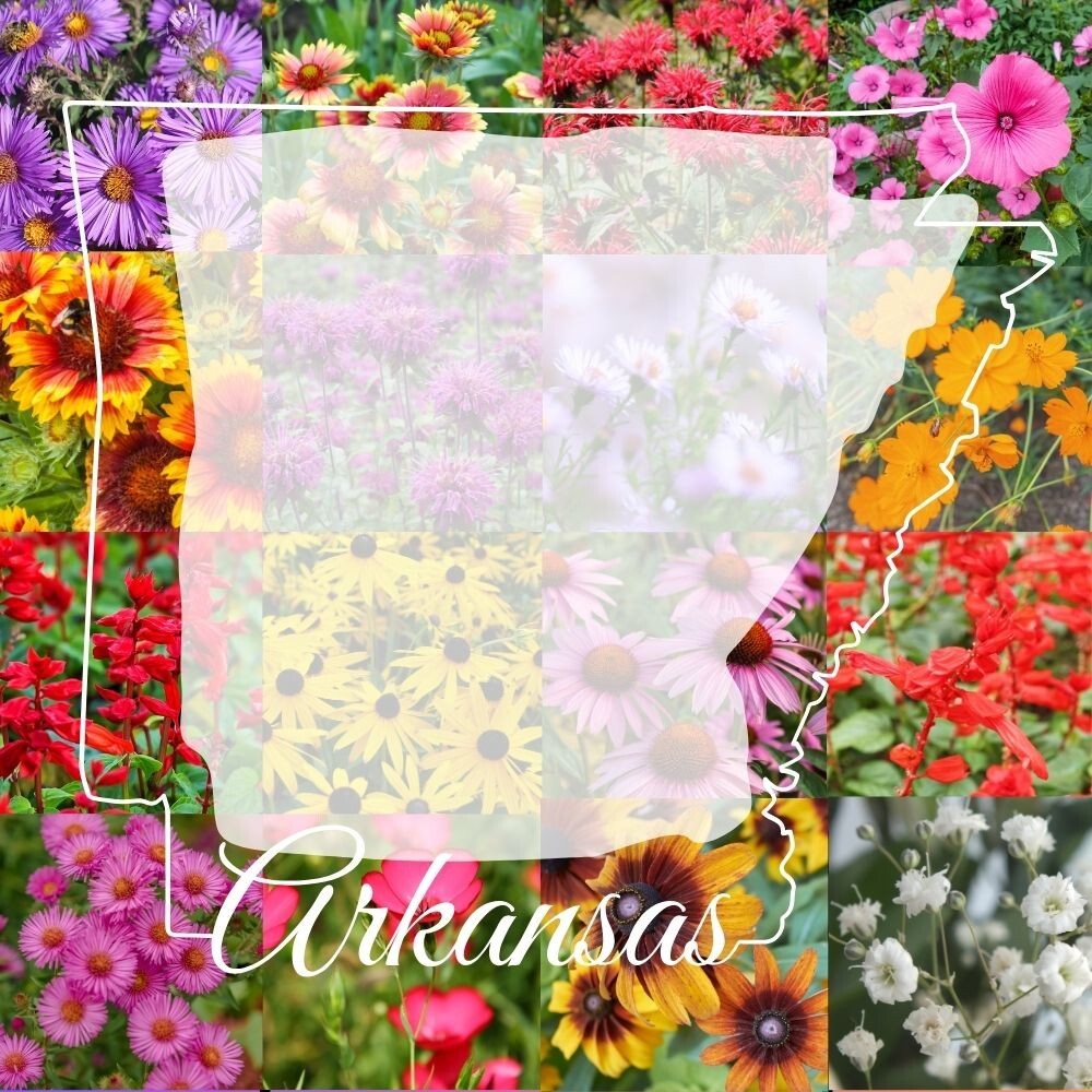1/2LB Arkansas Bulk Wildflower Seed Mix 1lb Covers 2,000sq-ft Colorful Blooms
