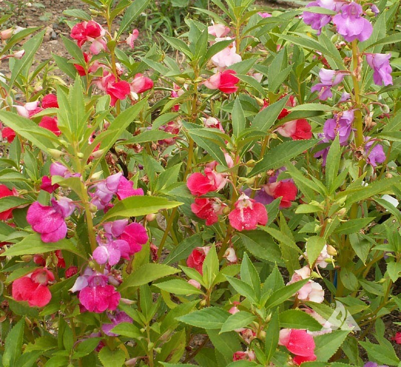 Balsam Camelia Flowered Mix Seeds, 1/4 LB, Touch Me Not, FREE SHIP