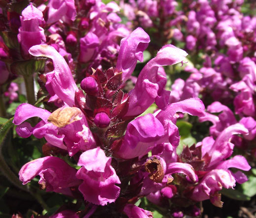 PRUNELLA SELF HEAL RED PURPLE Prunella Grandiflora Rubra – 125 Bulk Seeds
