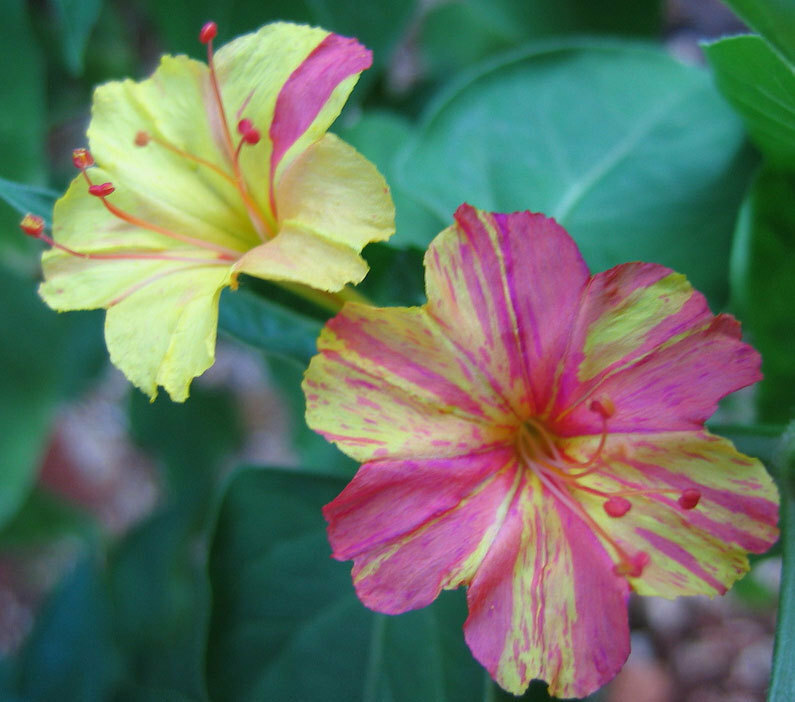 Mirabilis jalapa Broken Colors | Four OClock | Marvel of Peru | 5_Seeds