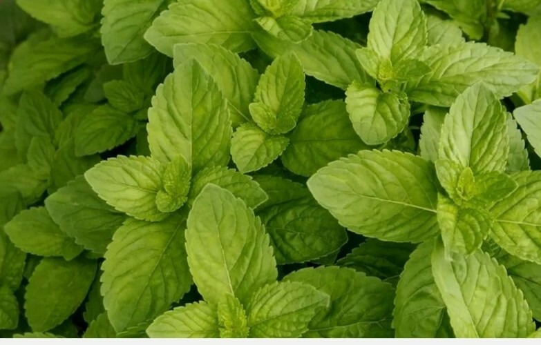 SPEARMINT BULK 20 SEEDS * MOJITO*MINT JULEP*CONFECTIONERY* HERBAL TEA * AROMA*