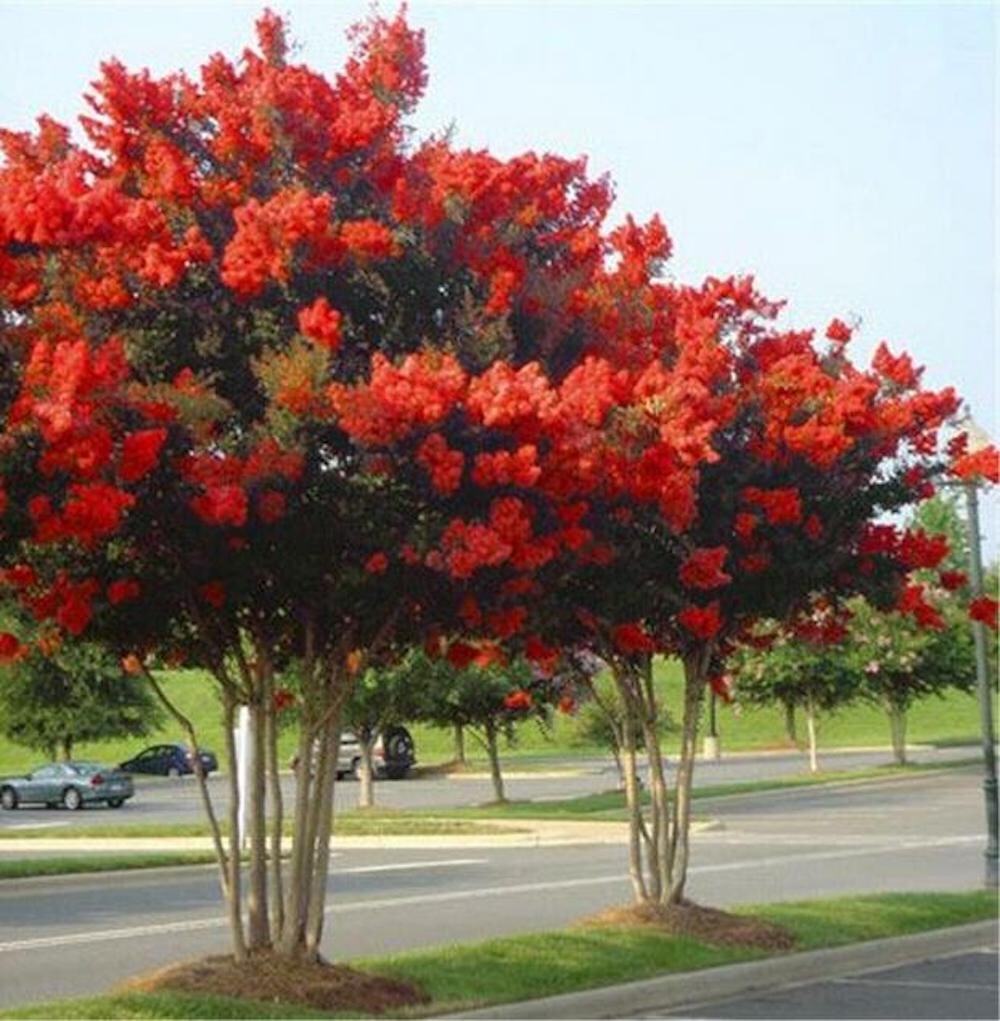 20 SEEDS for Bright Red CRAPE MYRTLE rare flower exotic tree plant USA Seller