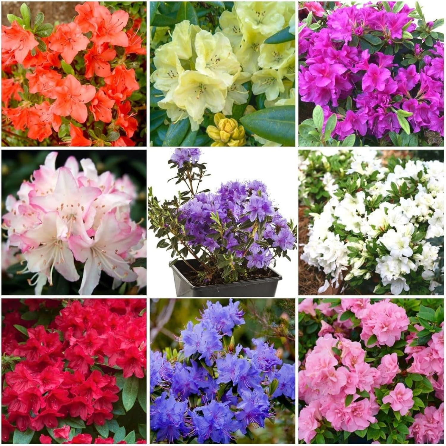100+ Azalea Flower Seed for Planting Ornamental Flowering Plant Attract Butterfl