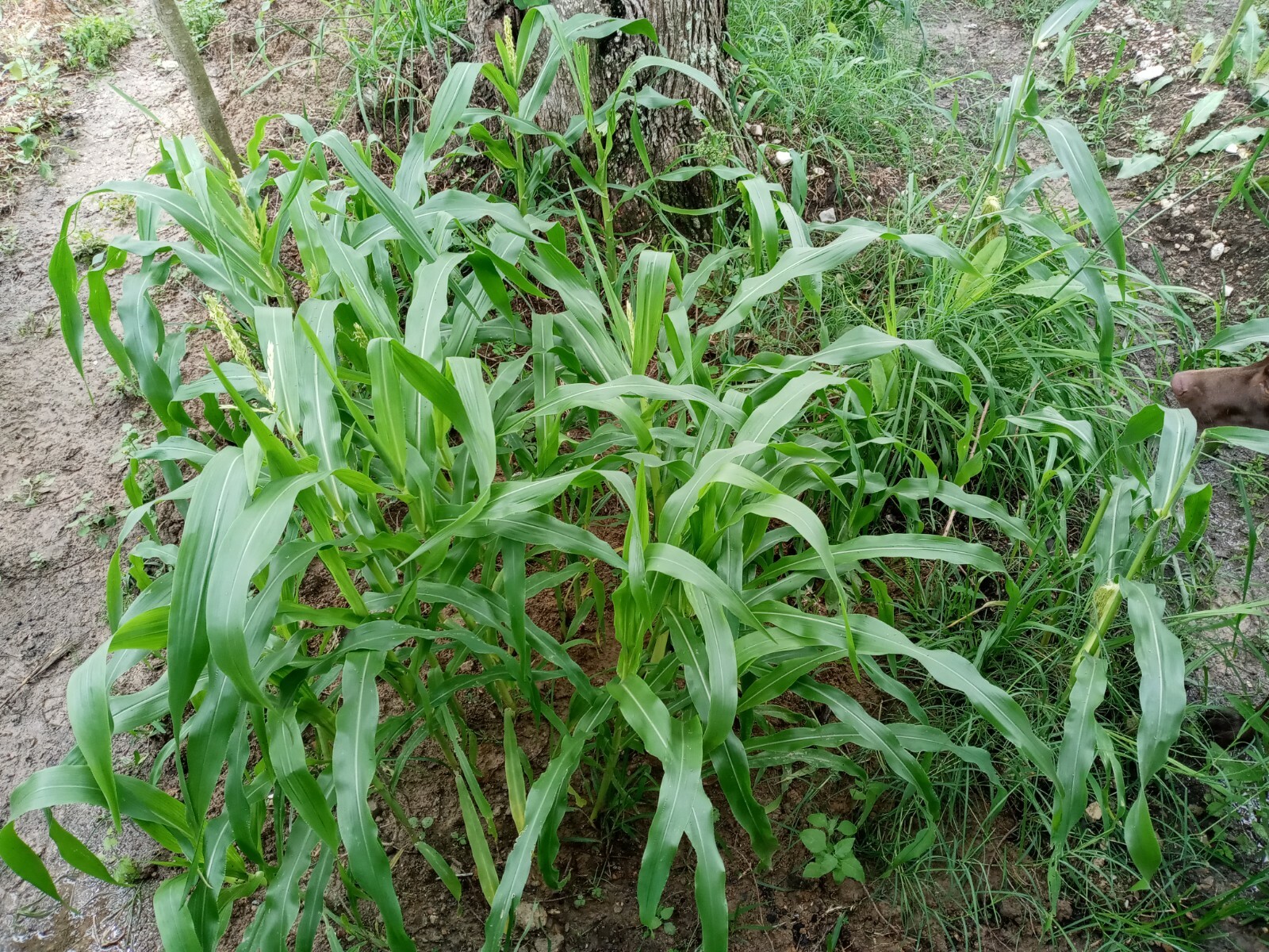 Bi-Licious Sweet Corn Hybrid Vegatable