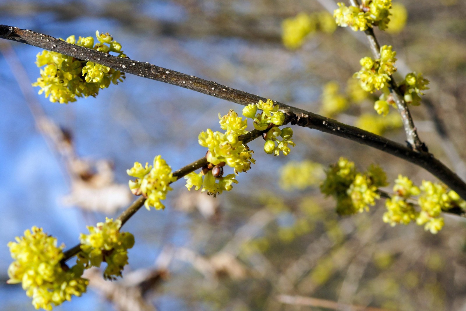 10 SPICEBUSH Wild Allspice Lindera Benzoin Spice Bush Berry Yellow Flower Seeds