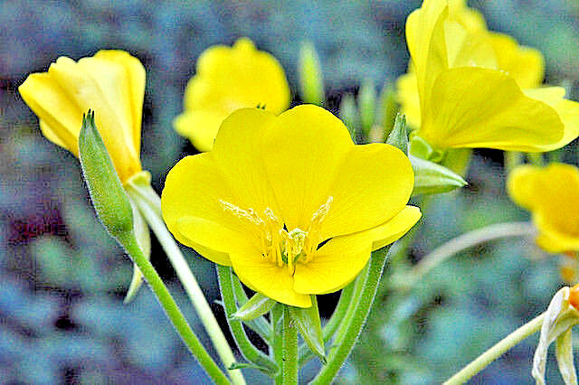 EVENING PRIMROSE 513 SEEDS LARGE YELLOW FLOWERS, OENOTHERA BIENNIS, BULK SEEDS