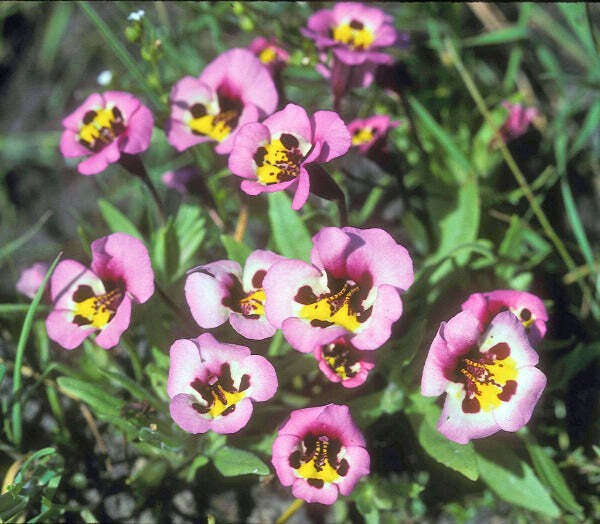 Mimulus tricolor | Monkey Flower | 20 Seeds