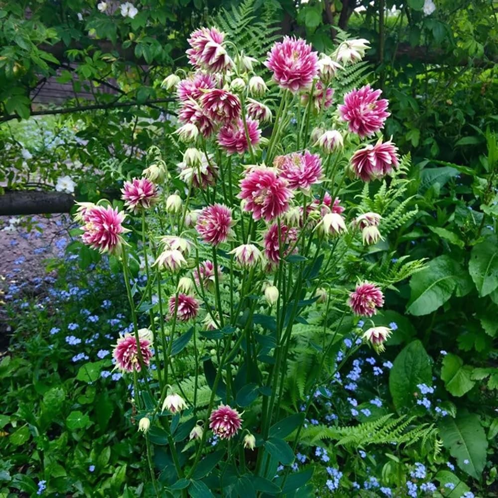100+ Nora Barlow Columbine Seeds Cold Resistant Double Flowers Garden Planting