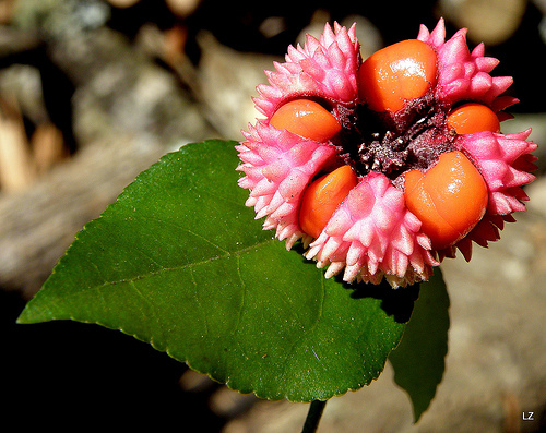 Wahoo Burning Bush, Euonymus atropurpurea Seeds (Showy, Fall Color, Hardy)