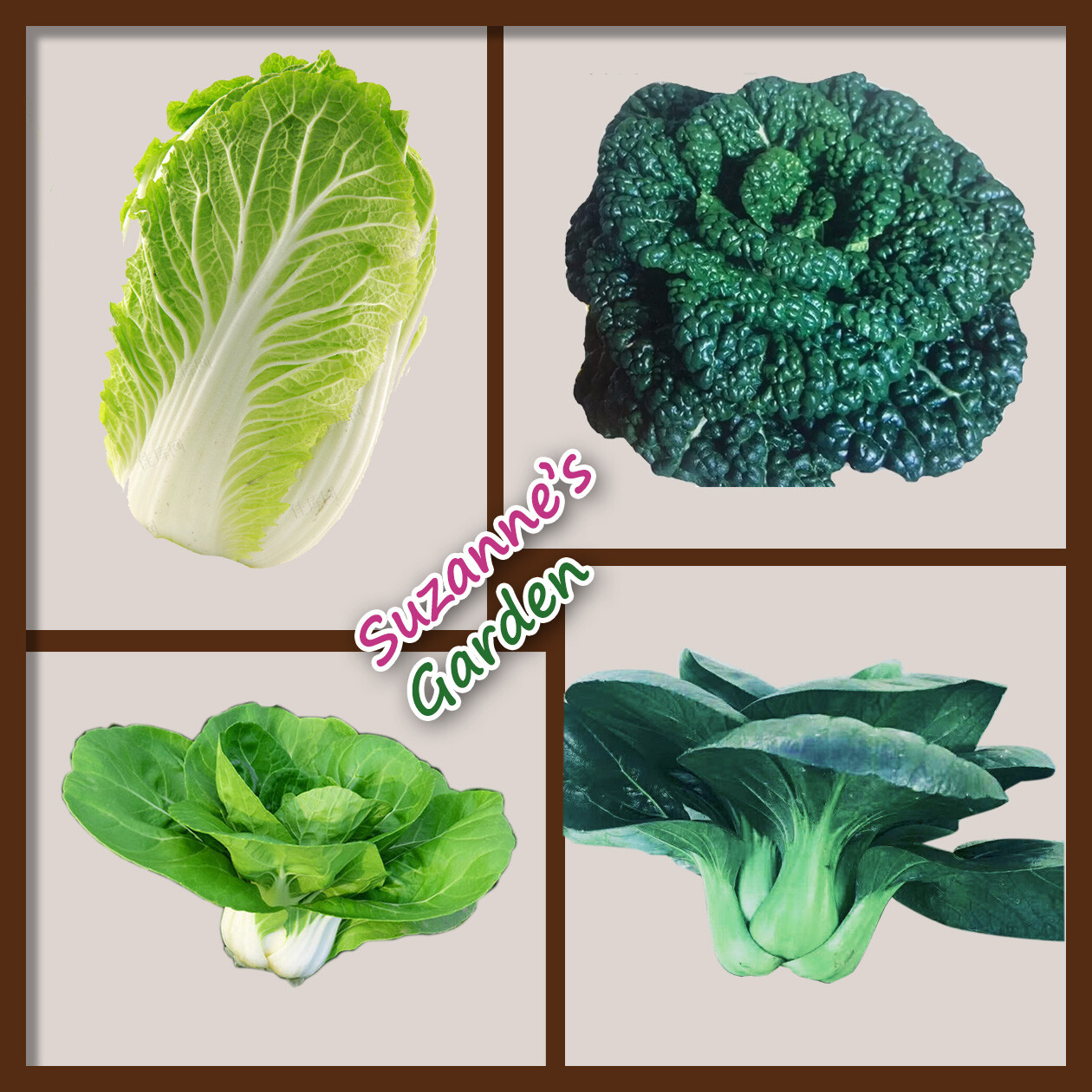 Non-GMO Asian Vegetable Seeds 4 Variety（黑大头，矮脚黄，乌塌菜，早熟5号）Pack #1 3000+seeds