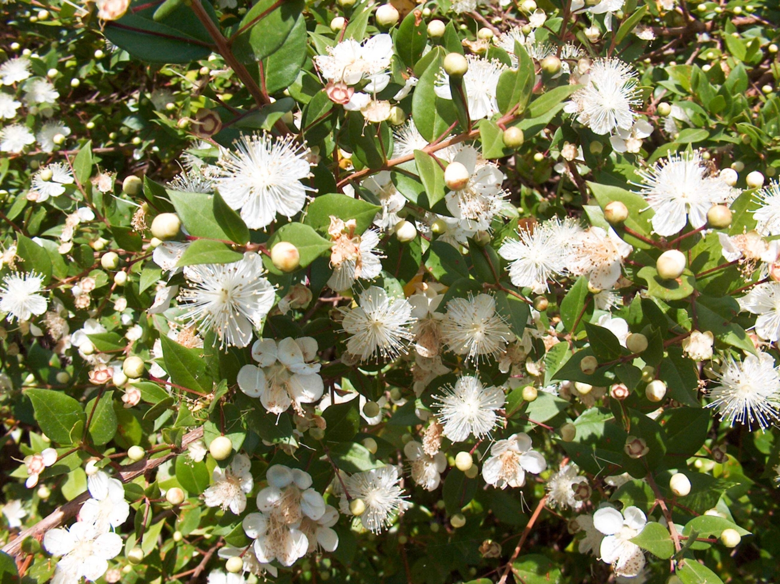 20 TRUE MYRTLE Myrtus Communis White Flower Edible Blue Berry Fruit Shrub Seeds