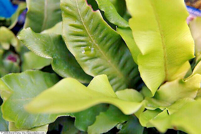 HARDY TONGUE FERN 1001 SPORES (SEEDS) COLD HARDY ASPLENIUM SCOLOPENDRIUM