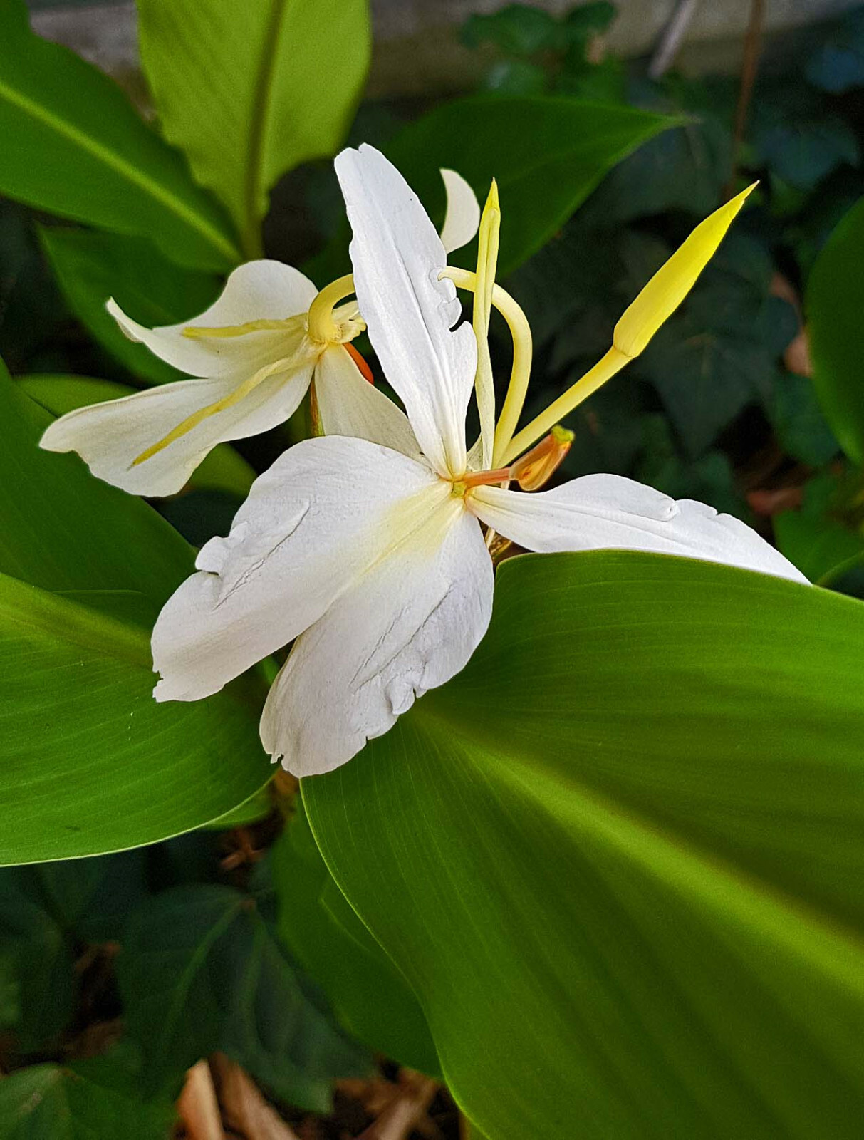 HAWAIIAN WHITE GINGER HEDYCHIUM CORONARIUM STARTER PLANT ROOT – 1 ROOT PER PACK