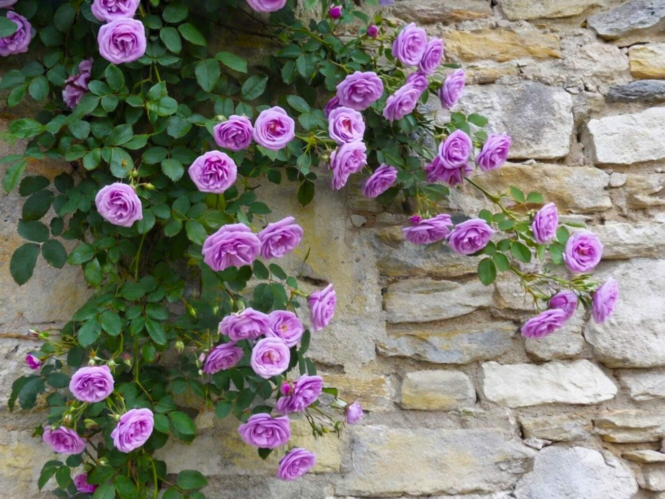 5 PURPLE CLIMBING ROSE Rosa Bush Vine Climber Fragrant Butterfly Flower Seeds