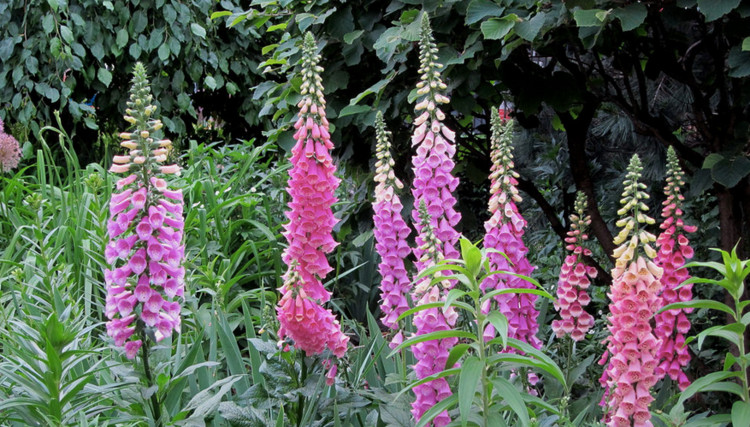 2000+ DIGITALIS FOXGLOVE MIXED COLOR SEEDS NON GMO FREE SHIPPING!