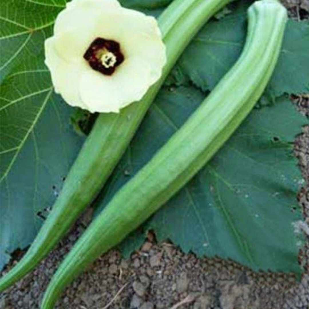 Perkins Long Pod Okra Seeds – 40+ fresh seeds. Available Jambalaya Star Of David