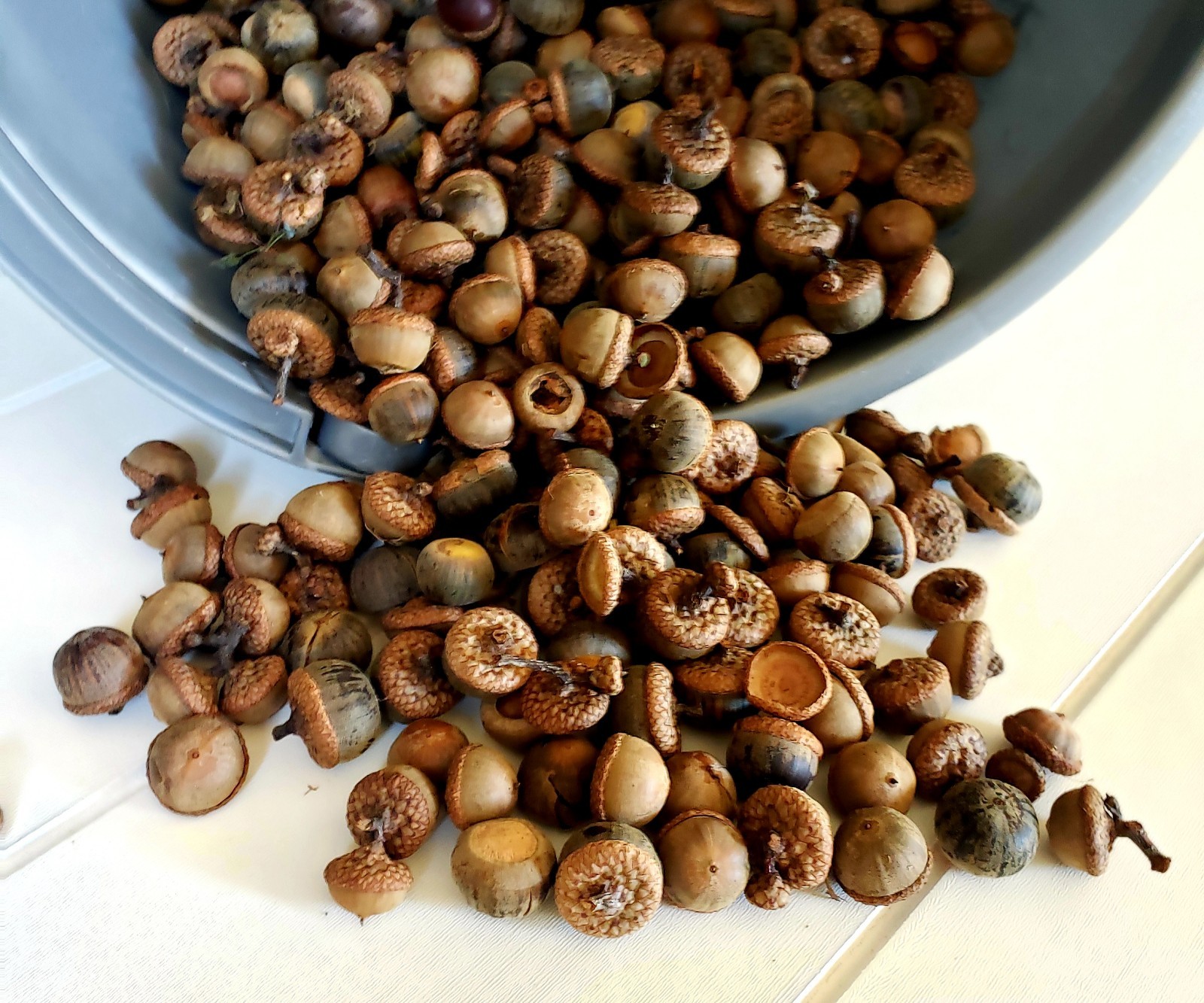 1/2 POUND Mixed Variety Acorns. Oak Tree Acorns. Handpicked Daily!
