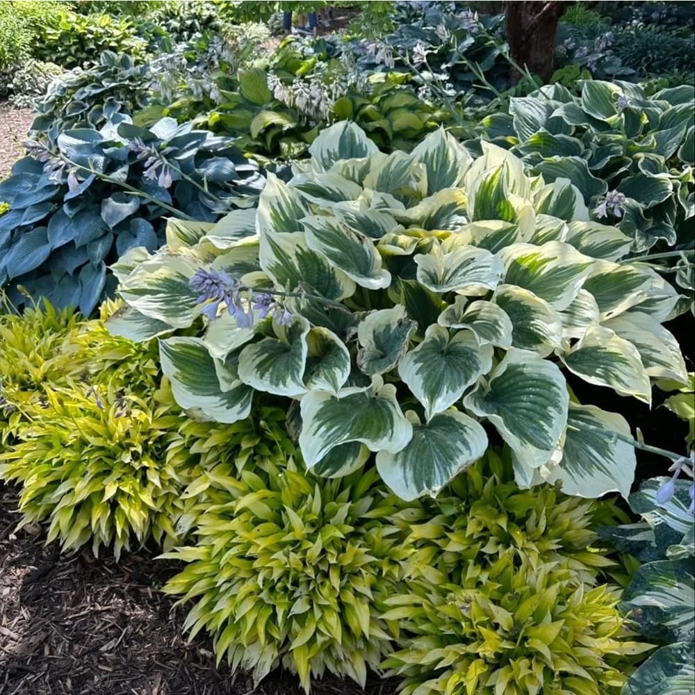 220+ Hosta Seeds Blue Perennial for Planting,Hosta Seeds Blue and Black,Rare …