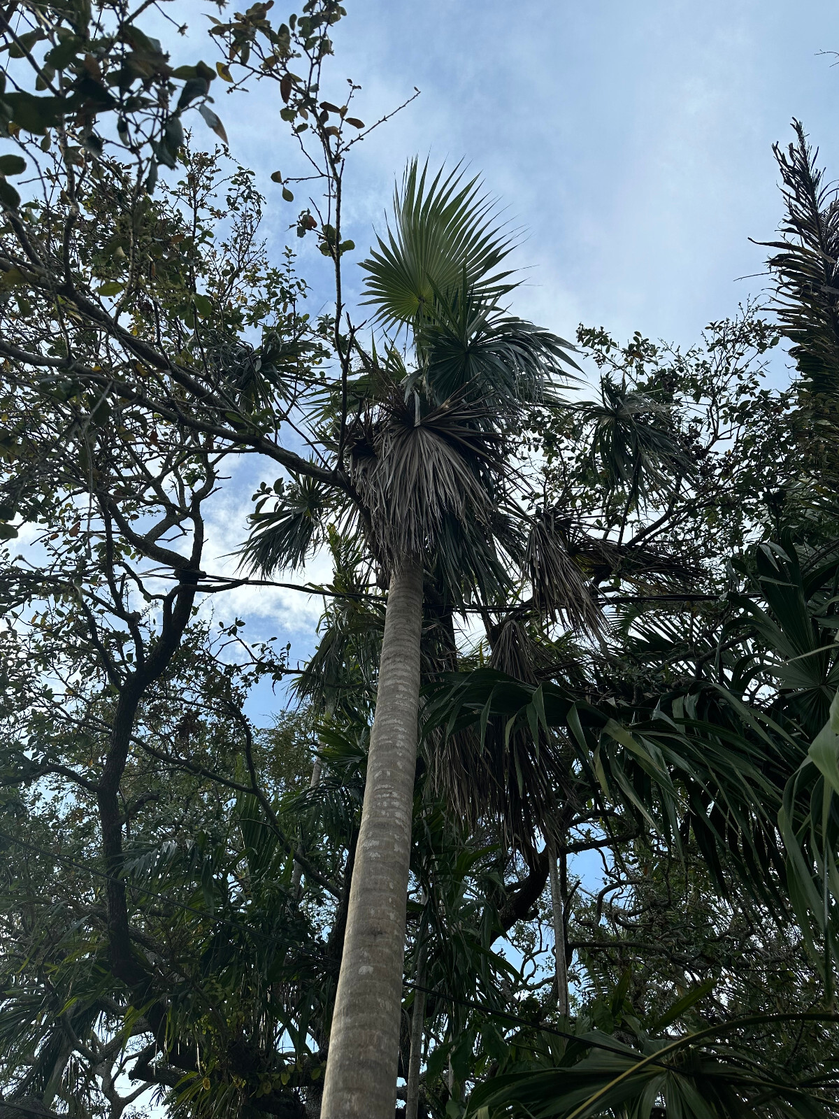 Coccothrinax acuminata Seeds – Cuban Silver Palm!