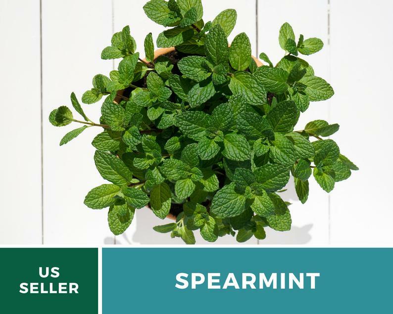 Spearmint – 250 Seeds – Medicinal & Culinary Herb – Heirloom GMO Free