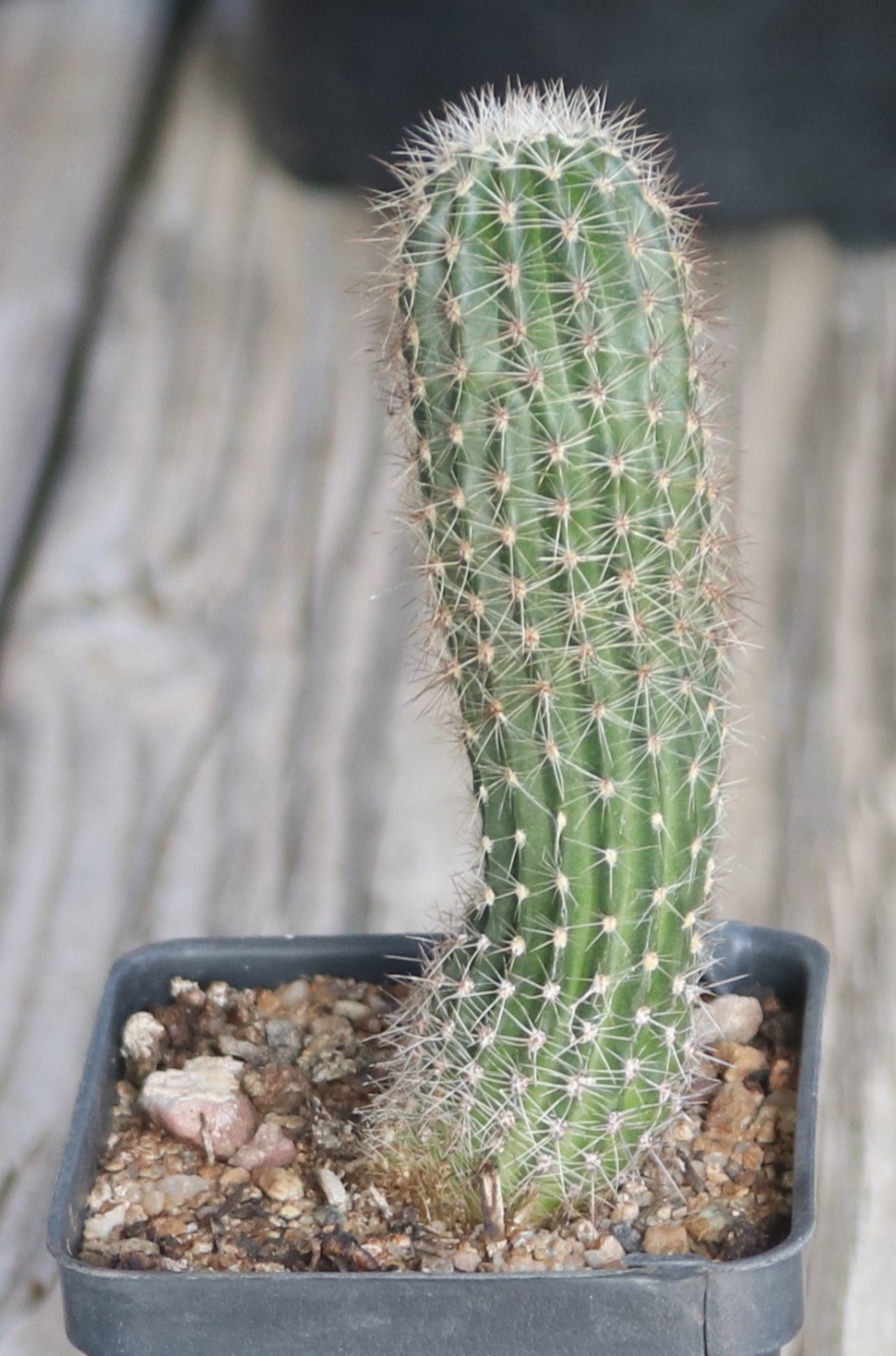Echinopsis hybrid ‘Sterntaler’