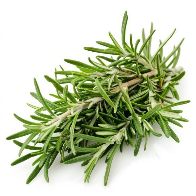 Rosemary Seeds Culinary Herb Perennial Shrub Non-GMO. Heirloom | Mai’s Family