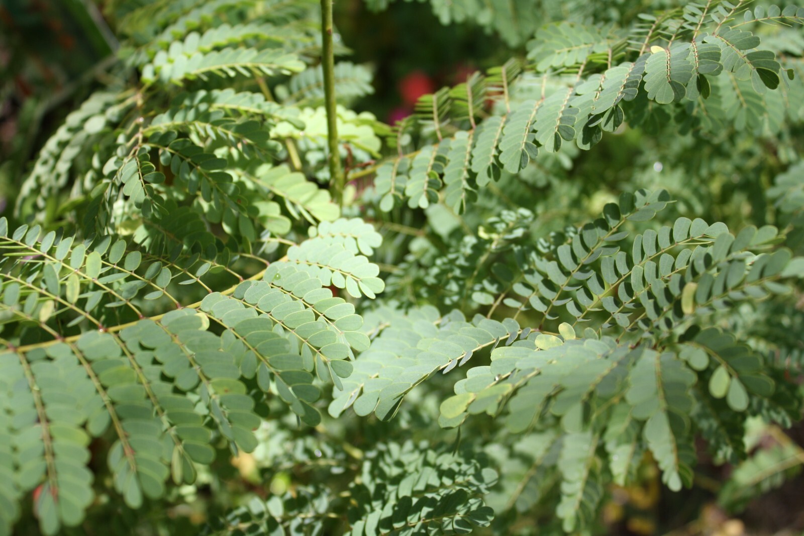 Tropical Seeds -White Peacock Flower- 5 Seeds-Caesalpinia