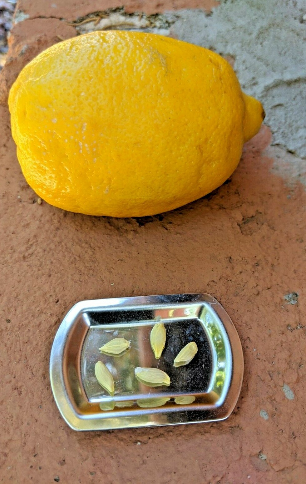 Lemon Seeds – 20 Fresh 🍋 Seeds Proudly Made In/From Arizona Meyer Lemon Non GMO