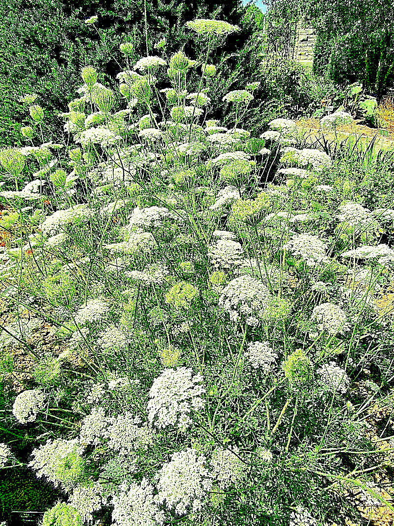 QUEEN ANNS LACE 1005 SEEDS, DAUCUS CAROTA, WILD CARROT, WILDFLOWER, HARDY, BULK